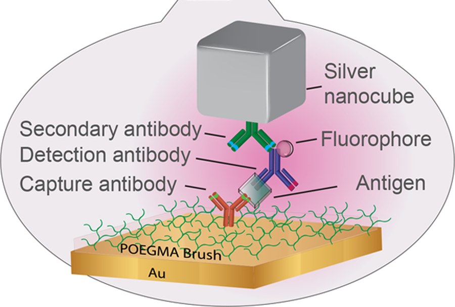 Schematic of an inkjet-printed antibody sandwich assay on a polymer brush over gold, capped by a silver nanocube that forms a nanogap cavity around the fluorophore.